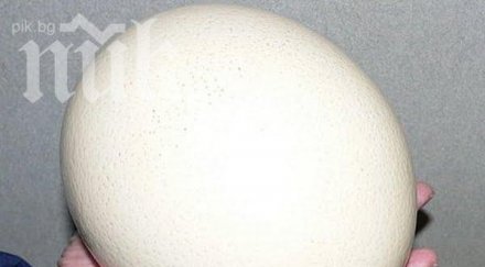 българска кокошка рекордьорка снесе гигантско яйце снимки