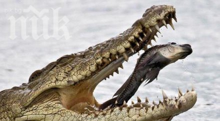 змия изяде крокодил