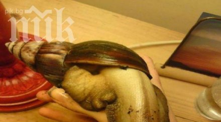 гигантски африкански охлюви нападнаха флорида