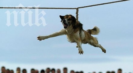 страшна гонка жандармерия селяни заради кучета