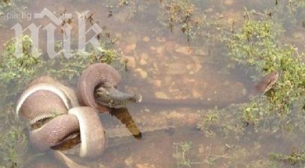 метров питон изяде крокодил австралия снимка
