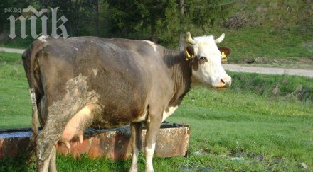 приложение следи разгонена кравата