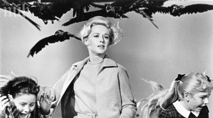 правят римейк смразяващия кръвта трилър птиците хичкок