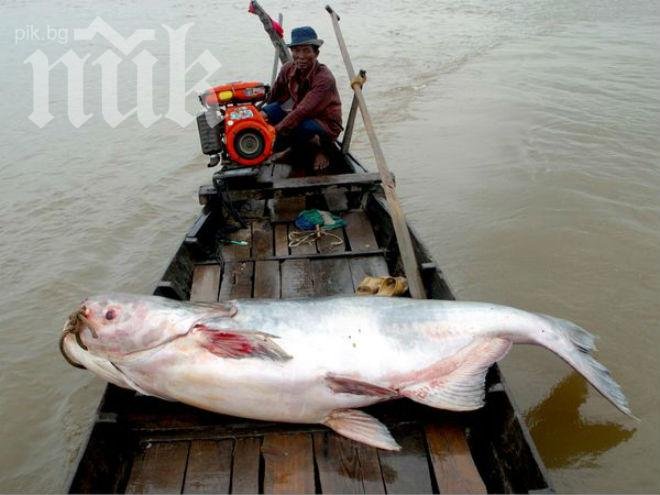 12-годишен улови 51-килограмов сом
