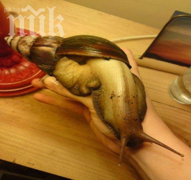 Гигантски африкански охлюви нападнаха Флорида