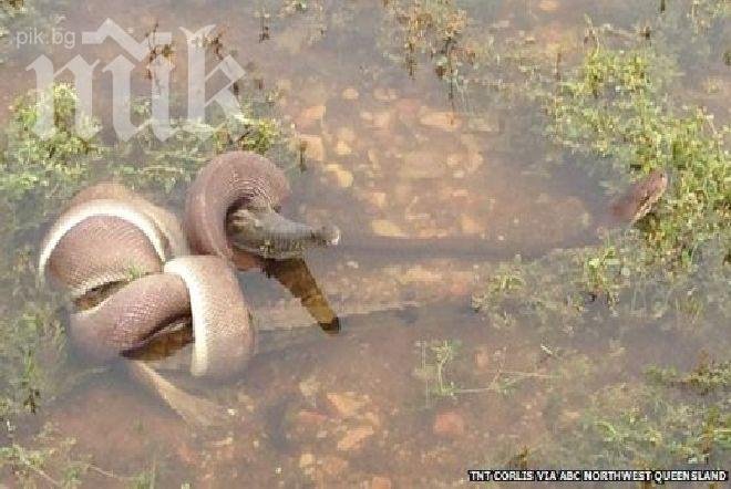 3-метров питон изяде крокодил в Австралия (снимка)
