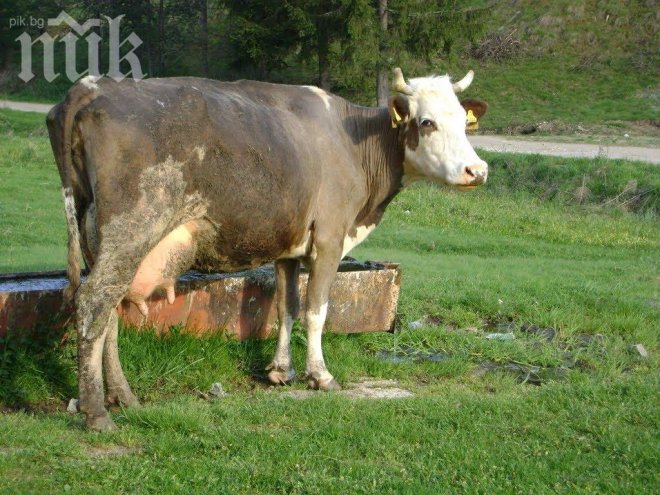 Приложение ще следи кога е разгонена кравата!