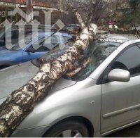 Дърво премаза кола на варненец