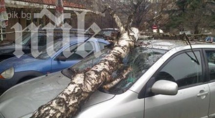 дърво премаза кола варненец