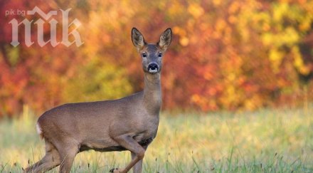уникално вижте характера кое животно носите душата таблици