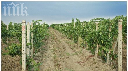 държавата отне лозето бургаски лихвар