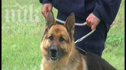 полицейско куче надуши мъж пребил дървен кол баба