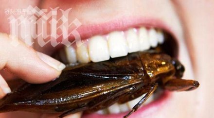 риск бум гризачи хлебарки хипермаркетите