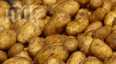 внимание вижте картофите отровни причиняват куп коварни болести децата