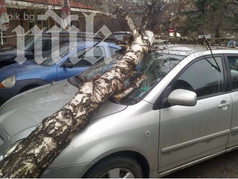 Дърво премаза кола на варненец