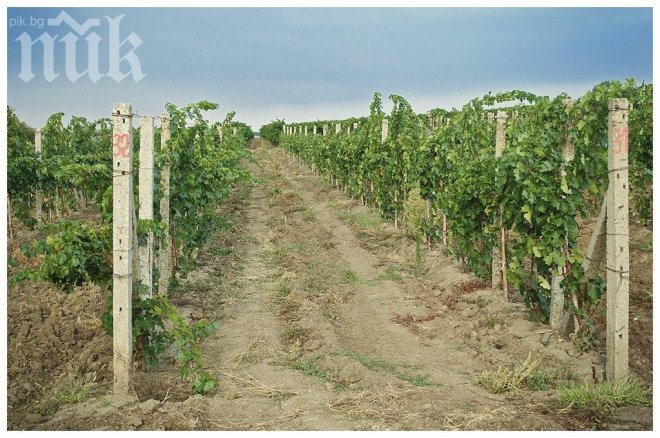 Държавата отне лозето на бургаски лихвар