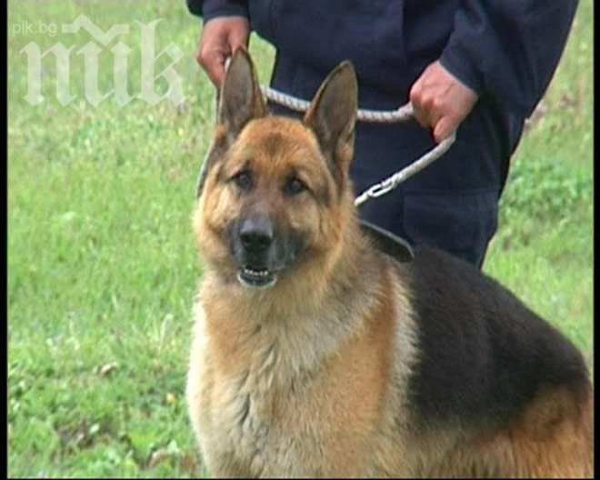 Със следово куче издирват изгубил се пенсионер в гората над Батак