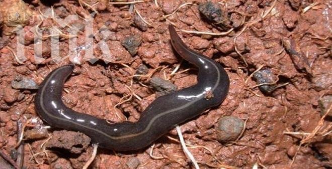 Полски червей канибал пътува към България