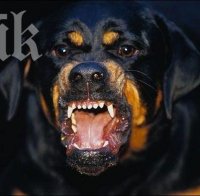 Ротвайлер нападна жена, оперират я по спешност