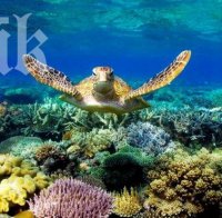 Големият бариерен риф ще изчезне до 20 години (видео)