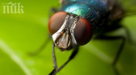 мухи спасиха турист глад