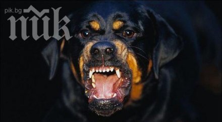 ротвайлер нападна жена оперират спешност