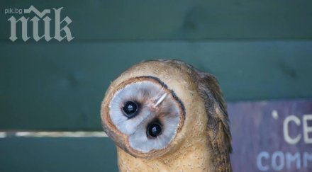 мъж гледа бухал страх летене