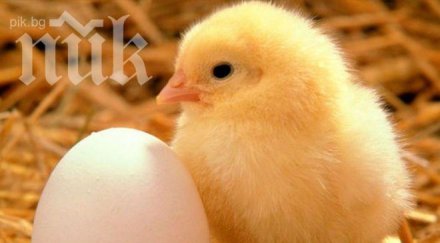 старозагорски учени създадоха нов вид бавнорастящи пилета