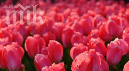 ляв депутат раздаде лалета колежките парламента март