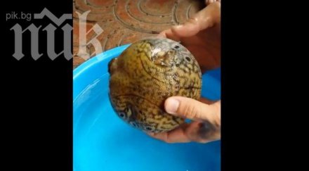 уникален клип вижте рибката тетрадон става топка защити