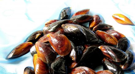 близо месеца били необходими нарастването черноморските миди