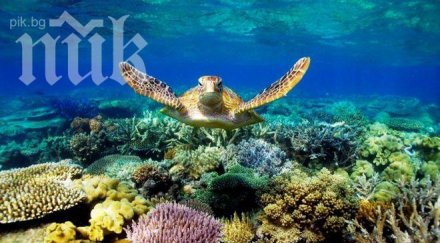 големият бариерен риф изчезне години видео