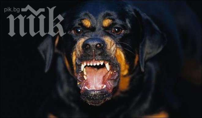 Ротвайлер нападна жена, оперират я по спешност