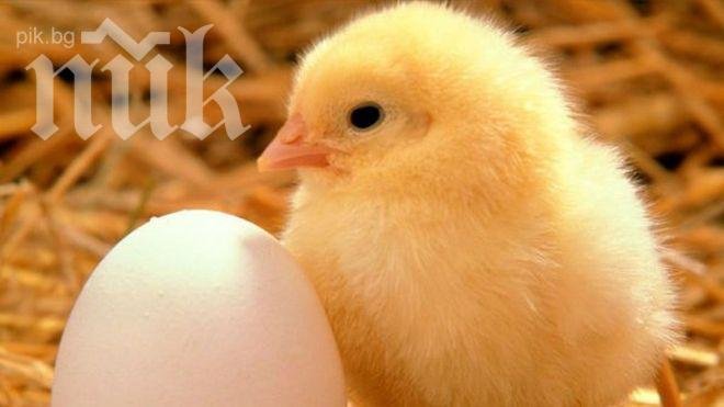 Старозагорски учени създадоха нов вид бавнорастящи пилета