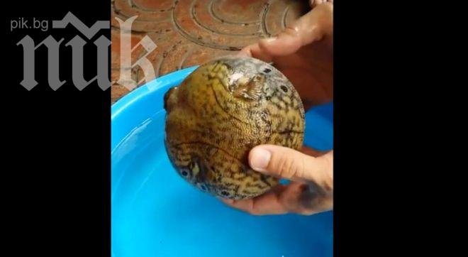 Уникален клип! Вижте как рибката тетрадон става на топка, за да се защити