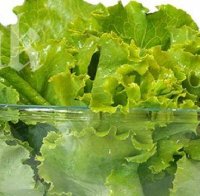 Експерт: Рак се хваща от мека маруля