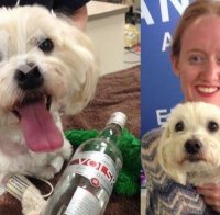 Чудо! Водка спаси куче от сигурна смърт