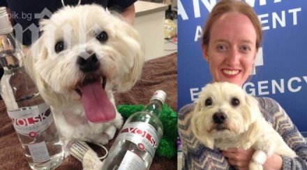 чудо водка спаси куче сигурна смърт