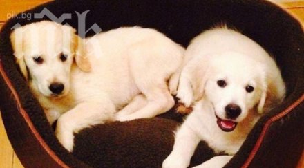 заради домашен любимец младеж влезе ареста пастрокът спешното