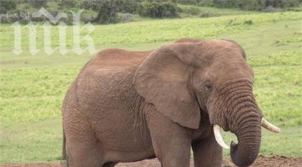 слоновете разпознават враговете гласа