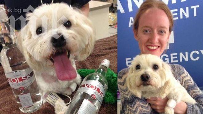 Чудо! Водка спаси куче от сигурна смърт