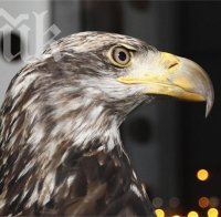 Бургазлия ще тренира орела на Лудогорец