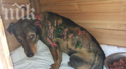 кучето факла любчо възстановява