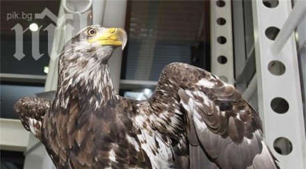 орелът лацио вече стадиона подкрепя лудогорец