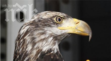 бургазлия тренира орела лудогорец