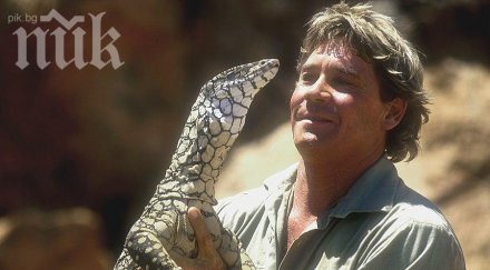 ловецът крокодили стив ъруин намушкан стотици ската уби видео