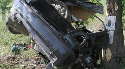 кола заби дърво пловдив