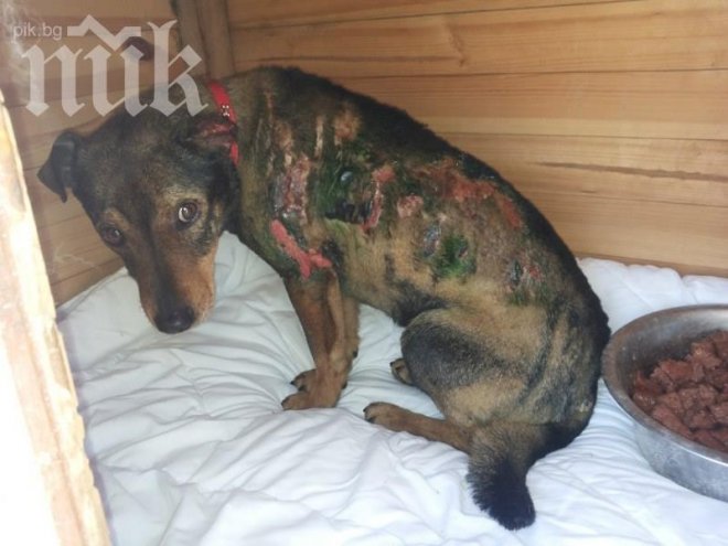 Кучето-факла Любчо се възстановява