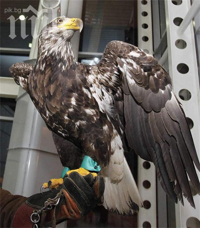 Орелът на Лацио е вече на стадиона, ще подкрепя Лудогорец