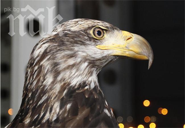 Бургазлия ще тренира орела на Лудогорец